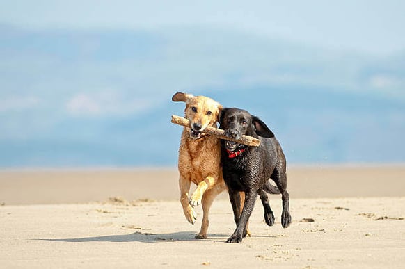 Two dogs hold a stick in their mouths as they run on a beach together