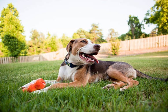 A dog lays down on grass