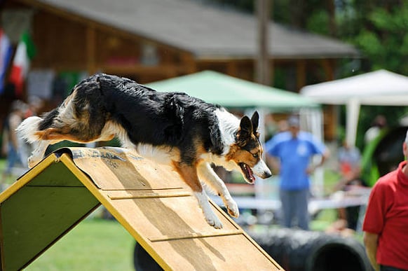 A dog runs an agility course