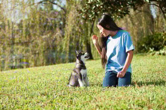 A husky puppy sits outside as it's owner asks it to