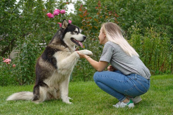 A woman trains a dog outside
