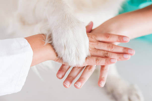 Celebrating Your Team: Building Morale in Your Pet-Care Business