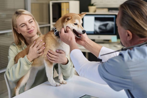 pet parent talking to care provider with dog