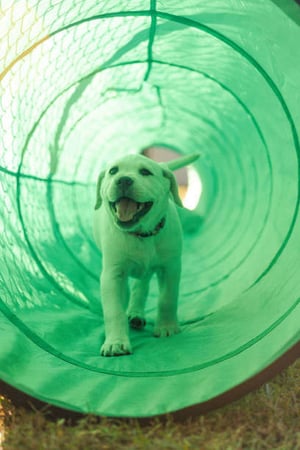 The Evolution of Dog Parks: From Simple Play Spaces to High-Tech Facilities