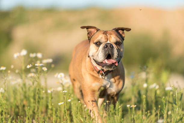 A dog runs through a field in spring