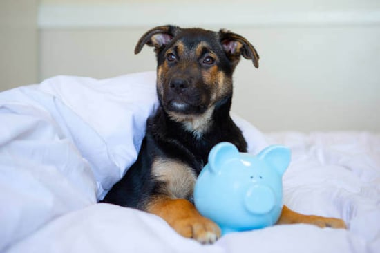 A dog lays by a piggy bank