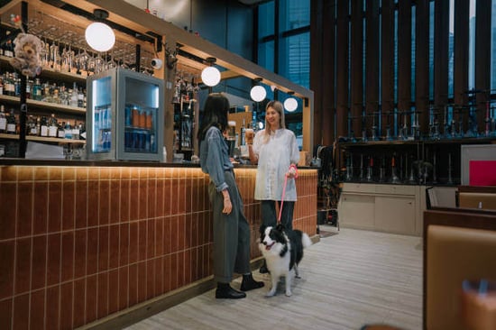 Two women talk at a bar with their dogs