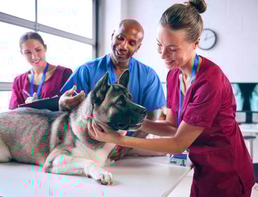 Three people wearing scrubs stand around a dog as it lays on an exam table