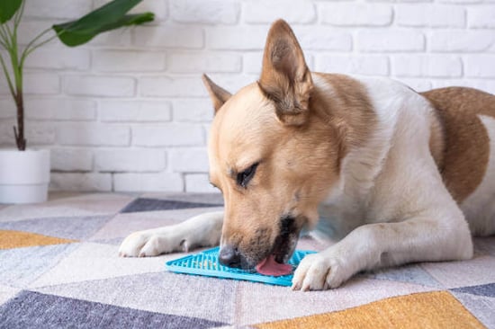 A dog uses a lick mat
