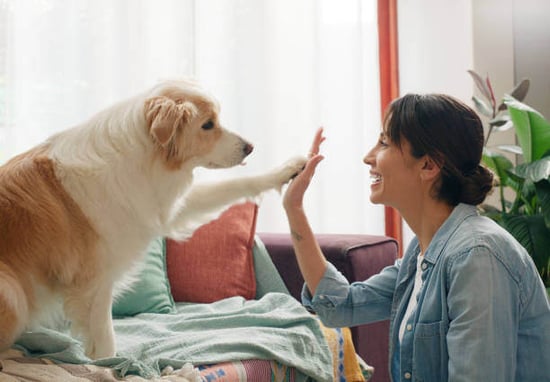 A woman gives a dog a high five