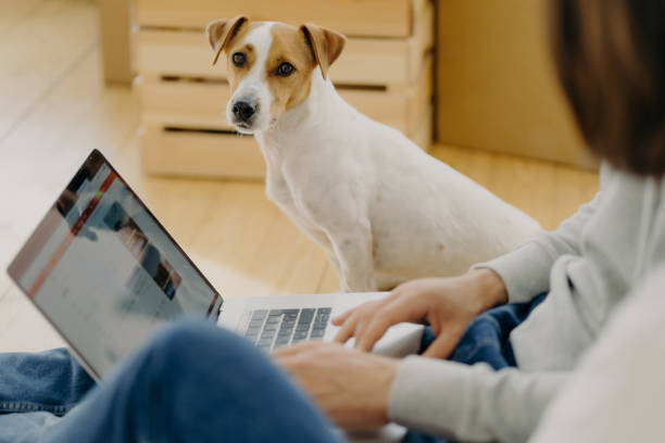 woman sending email on laptop as dog looks on