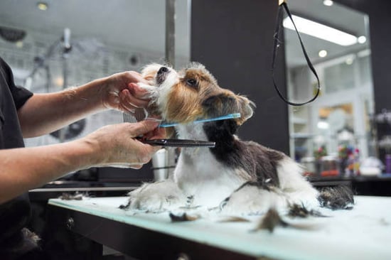 A dog gets trimmed by a groomer