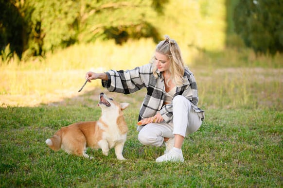 A woman plays with a corgi dog outside