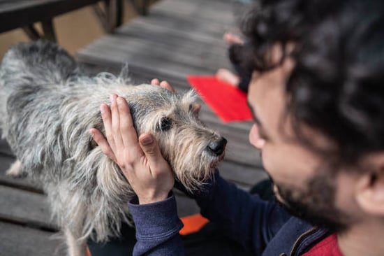 A dog gets pet by a person