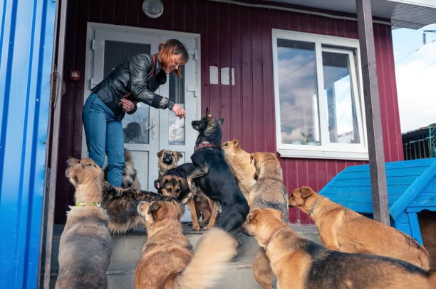 kennel owner handling multiple dogs at a busy boarding facility