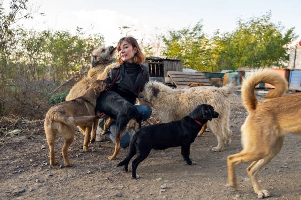 kennel owner with multiple dogs outside