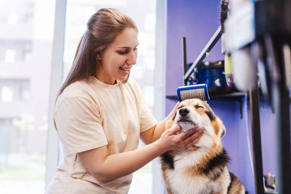 A corgi dog gets brushed at the groomer