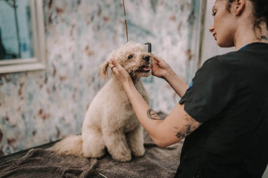 A woman grooms a dog