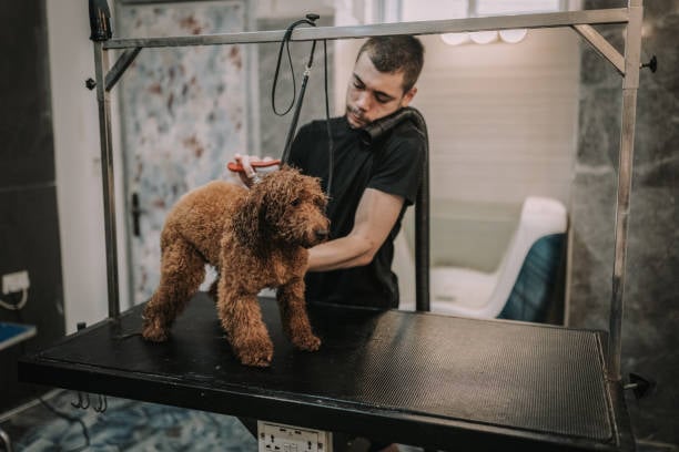 one of several stressed dog groomers juggling tasks at mobile dog grooming business