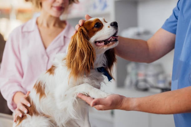 dog shaking its paw at a pet-care facility with pet parent