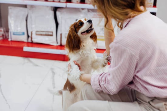 A person pets a dog in a store