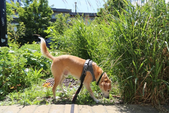 A dog sniffs the ground outdoors