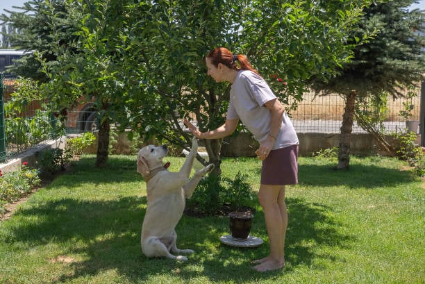 dog trainer and dog sitting and doing a high-five with paw