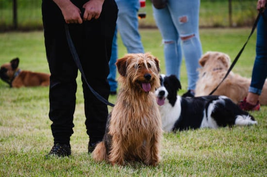 Dog event outdoors