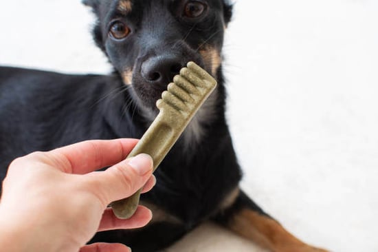 A dog gets a dental chew