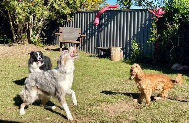 dogs playing outside at daycare