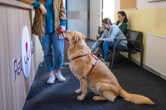 A person drops off their dog at a pet-care business