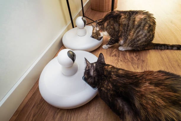 cats with AI-powered feeders