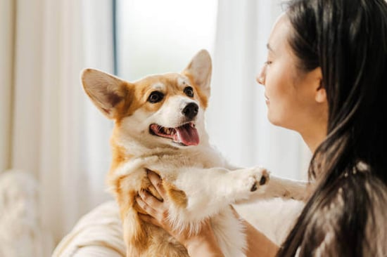 A woman holds a corgi dog