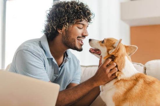 A man pets a corgi dog