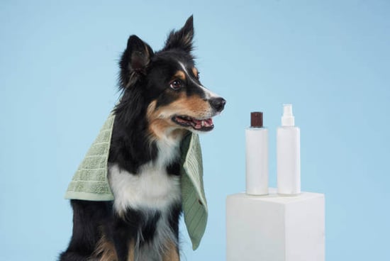 A dog wears a towel while sitting next to spa products