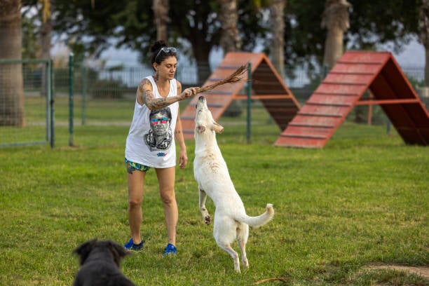 woman who owns a dog training business working with two dogs