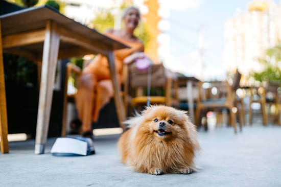 A dog sits on the floor at a dog bar