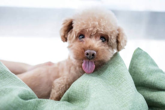 A dog lays on a nice bed