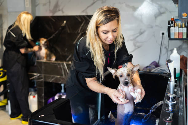 dog groomer bathing a dog at her salon