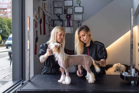 Two women groom a dog