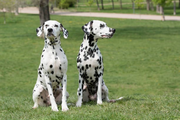 Dalmatians sitting outside
