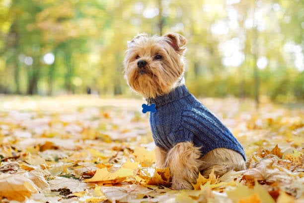 fashionable dog in knit sweater during fall weather