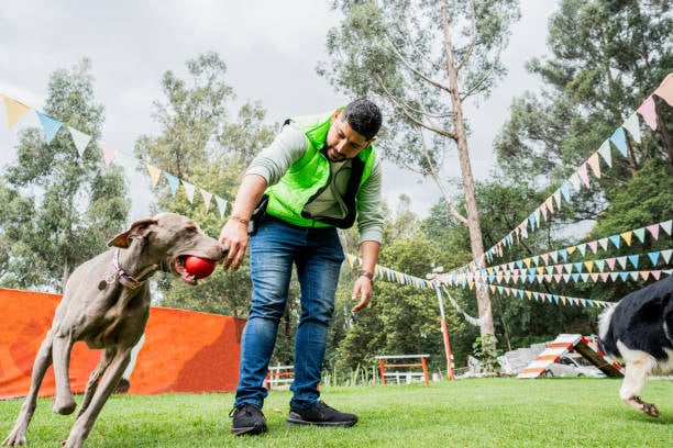 dog trainer with pup and ball on a course outside