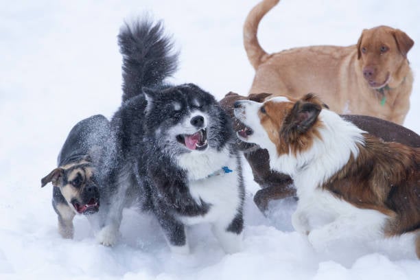 dogs playing together in the snow