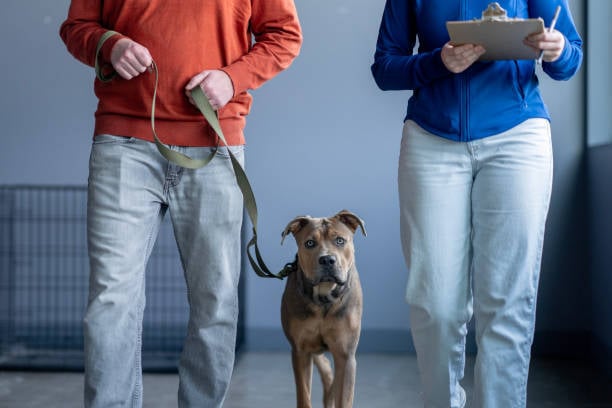 people walking dog with clipboard