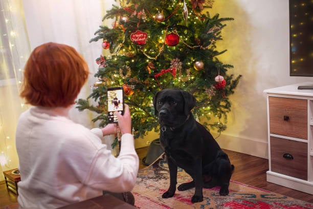 holiday photo shoot with dog and christmas tree