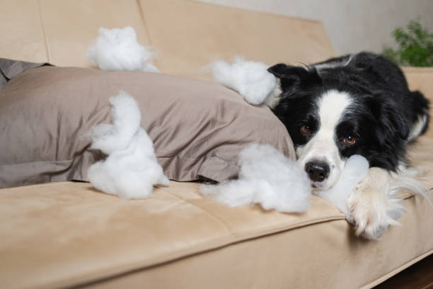 bored dog destroying a pillow on couch