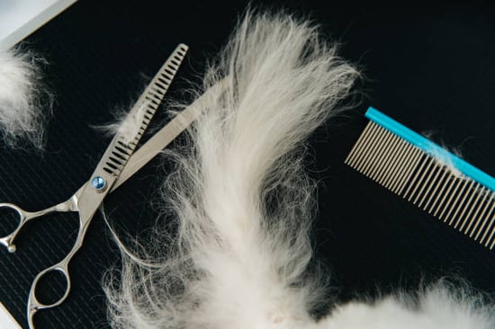 Dog grooming shears rest on a grooming table