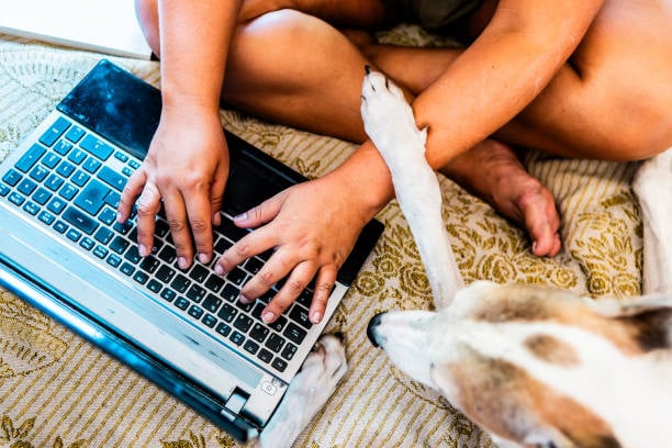 dog and pet business owner getting work fone on a laptop