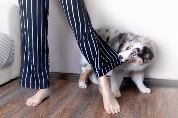 puppy nibbling on parent's pants leg